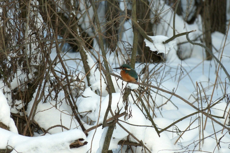    Ярких птиц заметили на юго-западе Петербурга. Фото: t.me/kazdoytvaripopare