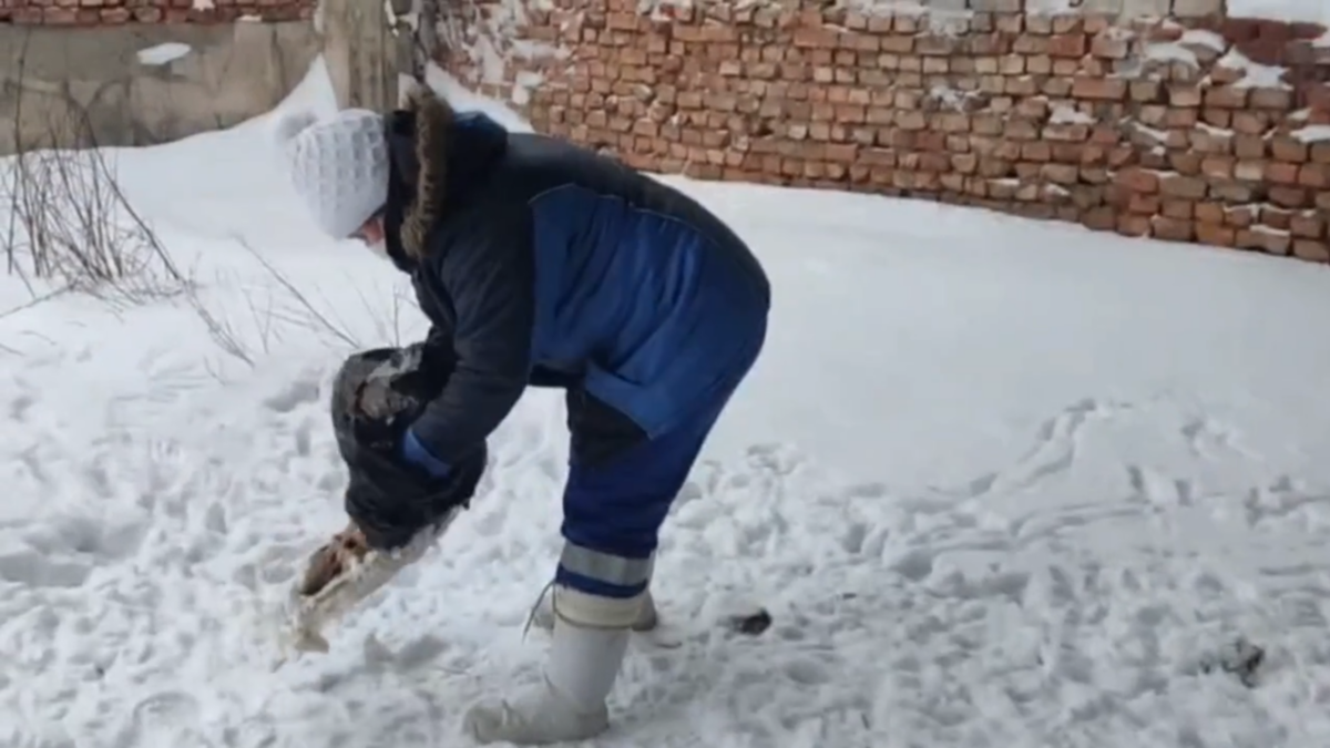    Скриншот видео Минсельхоза Карелии