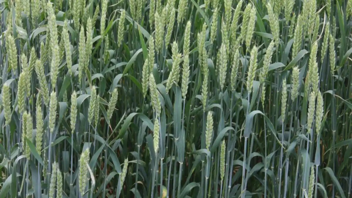 Фото:Минсельхозпрод Беларуси
В НАН Беларуси по земледелию представили новый сорт озимой пшеницы АЙЛИН