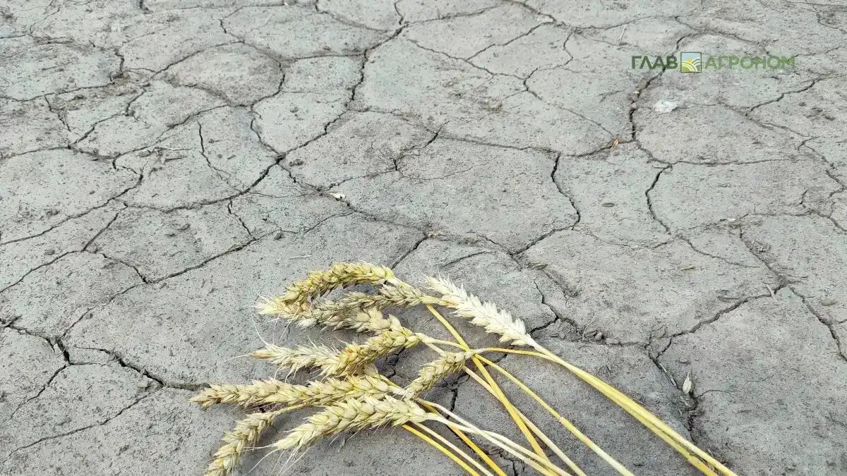 Фото:© Артем Борисов / Glavagronom.ru
Методику спутникового мониторинга опустынивания сельхозугодий разработали в РФ