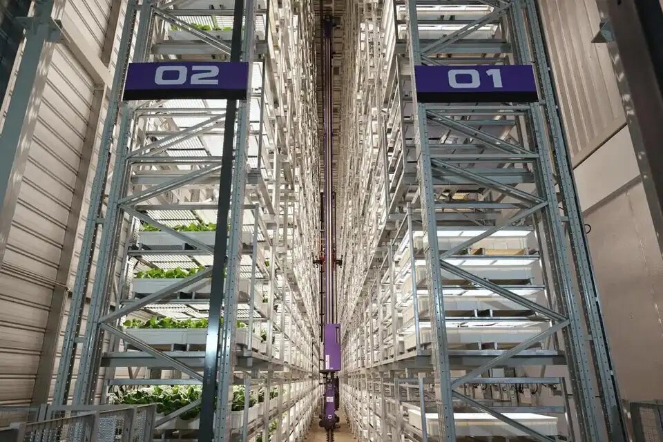 В Сингапуре открылась самая высокая в мире крытая вертикальная ферма (фото: NG SOR LUAN)