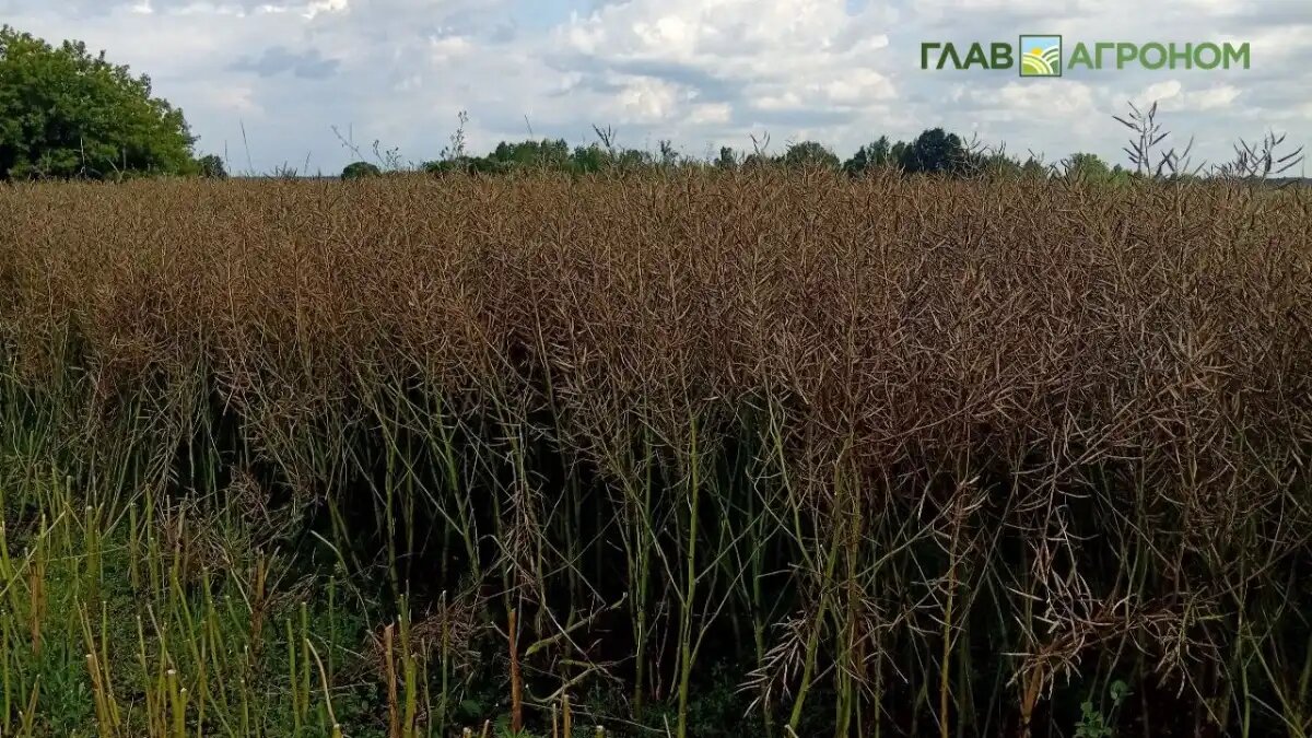 Фото:© Николай Петроченко / Glavagronom.ru
Лидером по производству рапса стал Алтайский край