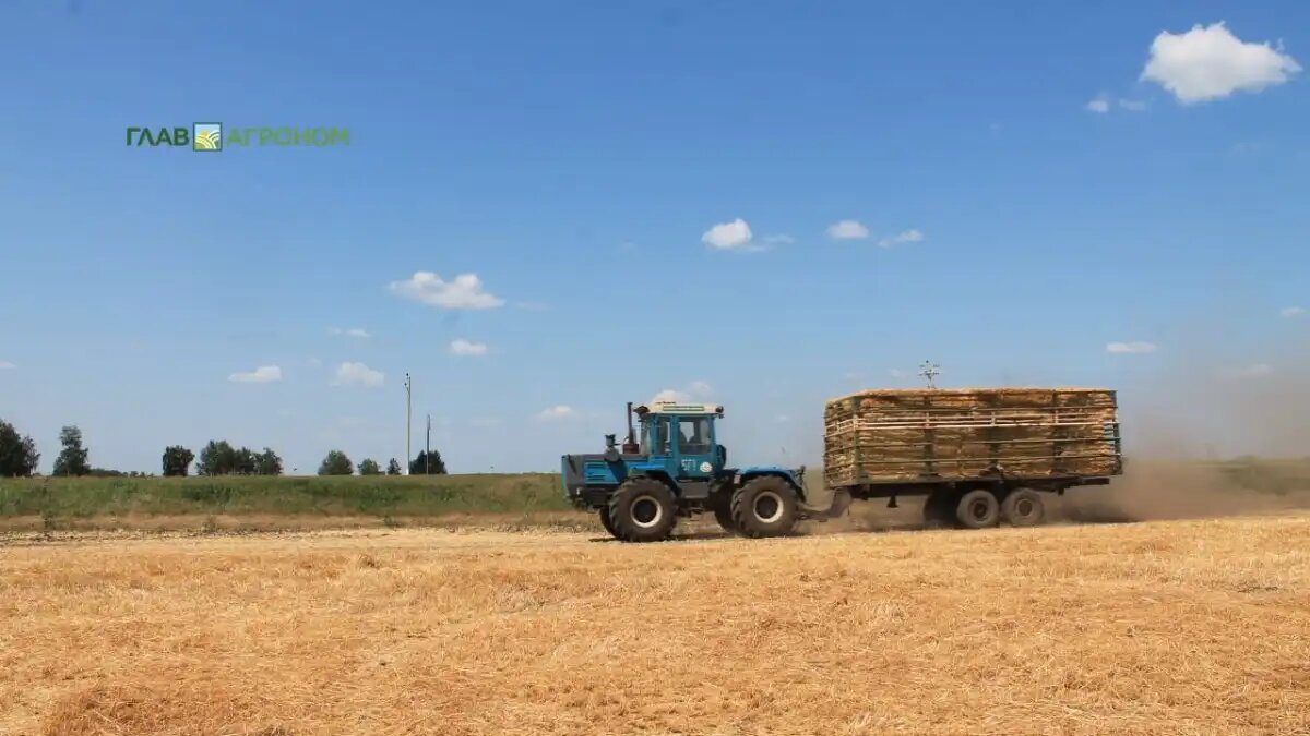 Фото:© Владимир Исаенко / Glavagronom.ru
Для аграриев страны с 2026 г. улучшены условия получения страховых выплат по программе страхования урожая «Мультириск»