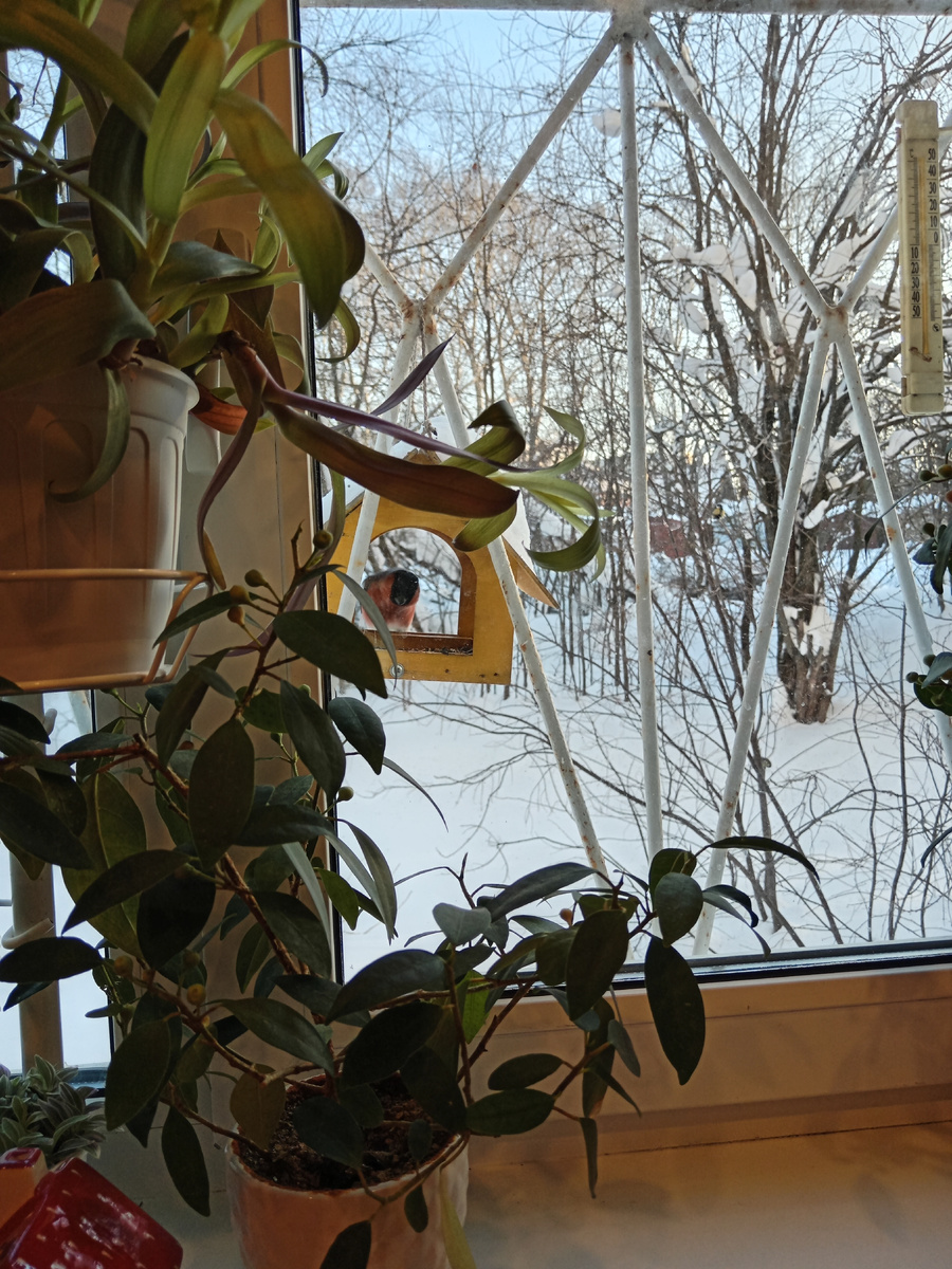 Сегирь на кормушке.