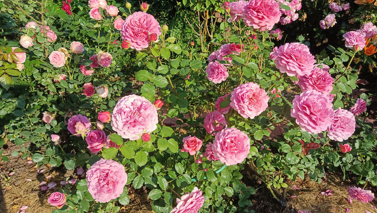 Принцесса Александра Кентская