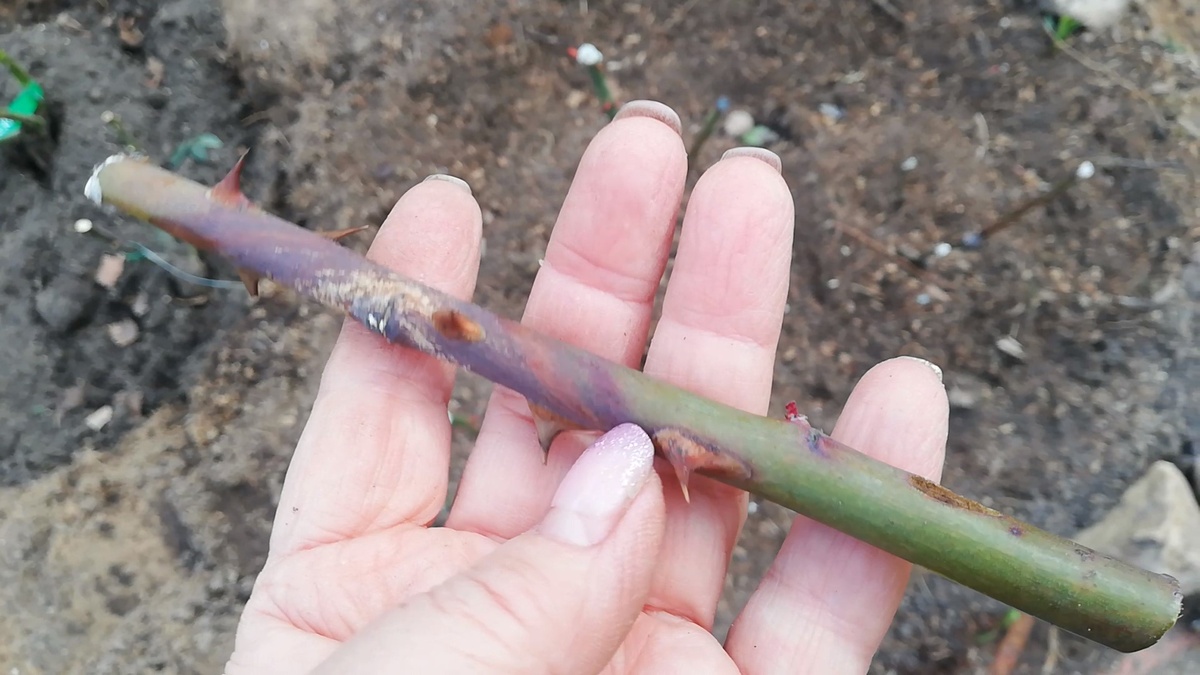 Инфекционный Ожог на побеге розы