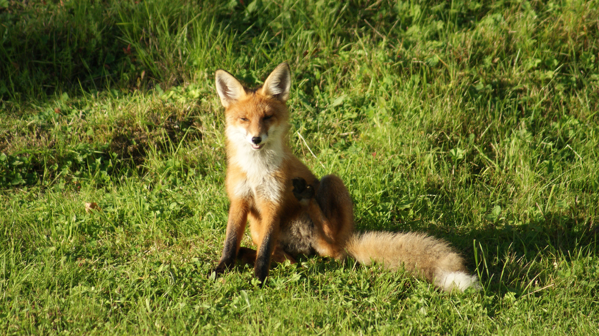 Кыся - где там мои перчатки?