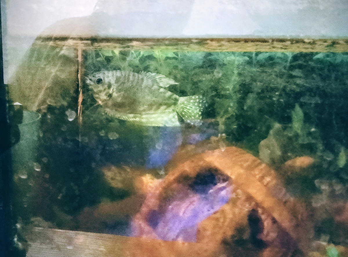 И нет, это не пиранья. Пираний эти люди не держат. Они нормальные обычные люди, пальцами своими рисковать не желают. Это просто рыба аквариумная. Но, кажется, её можно держать в пруду, если климат тёплый. Но не поручусь. В аквариуме она вырастает огромной, даже если аквариум этот небольшой. Конкретно это размером с мою ладонь