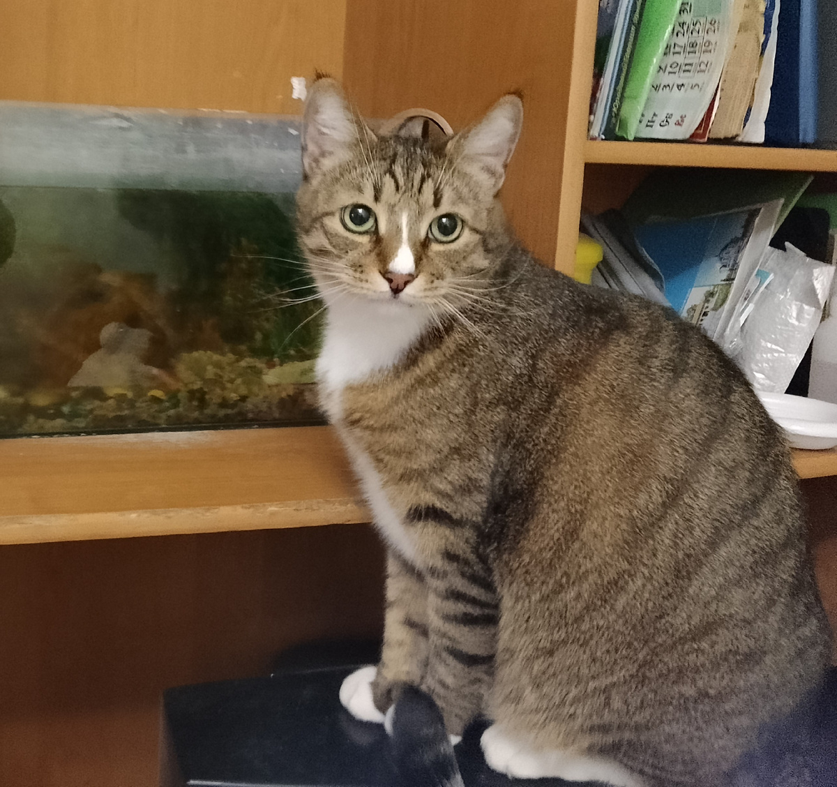 Добряк и красавчик. Позировал, кстати, по моей просьбе. 