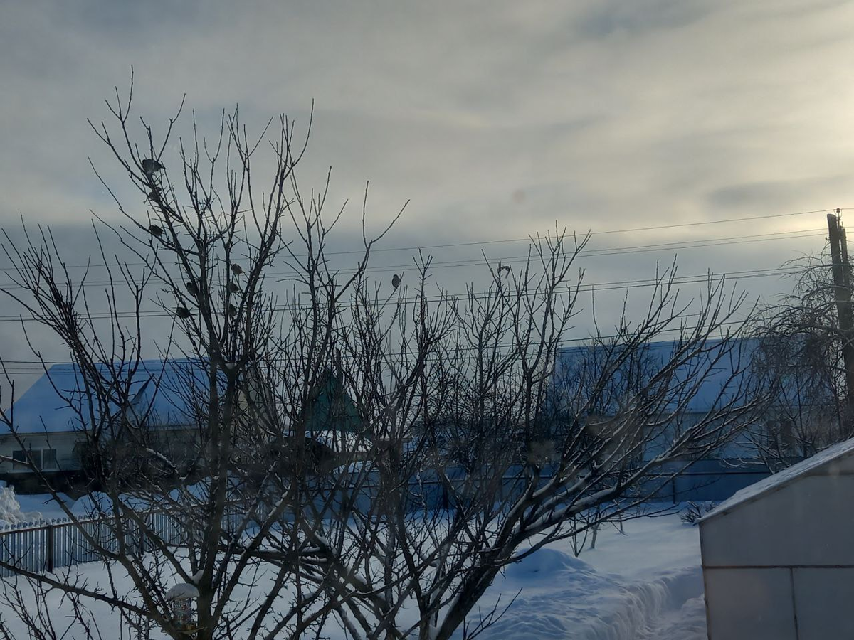 Сегодня прилетали снегири. Но сфотографировать их не успела - Плюша спугнул.