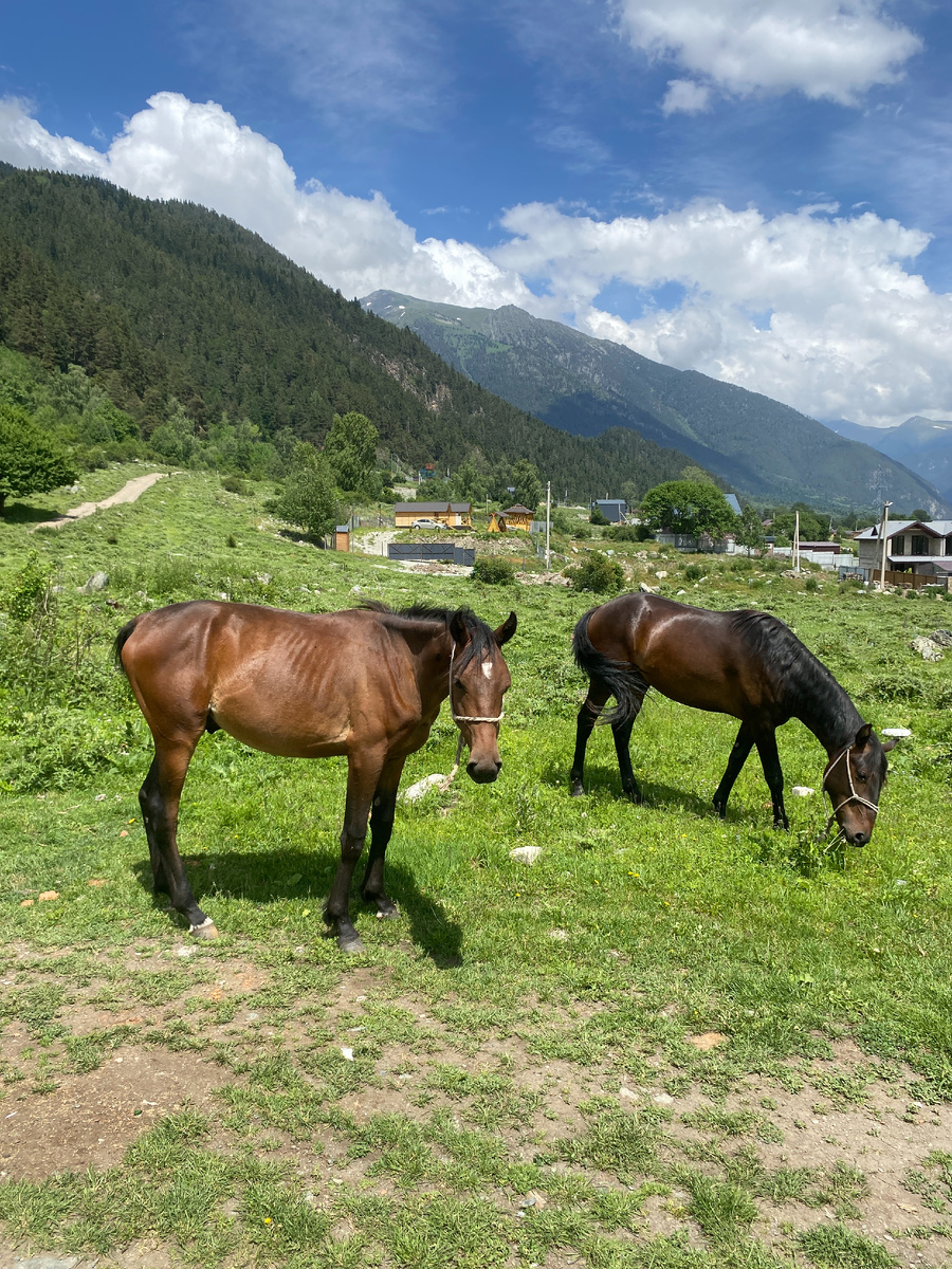 Лошади. Экотуризм.
