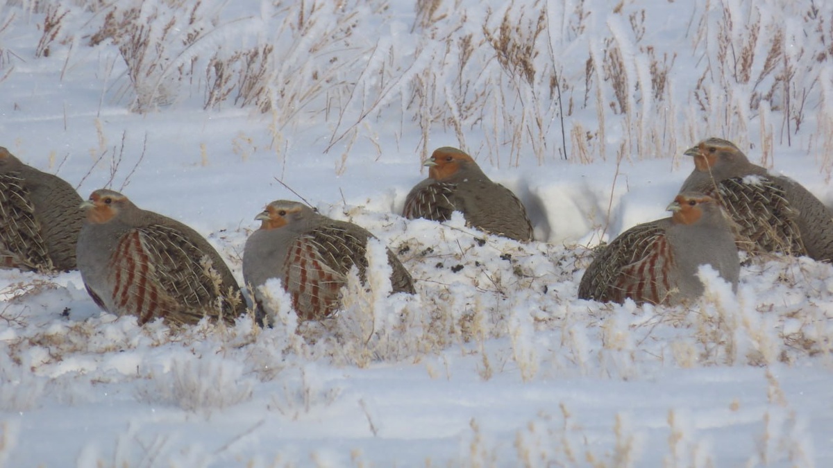    Какие птицы зимуют в Оренбургской области и чем их можно подкармливать?