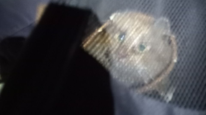 Фото: https://t.me/koshkispas/1411