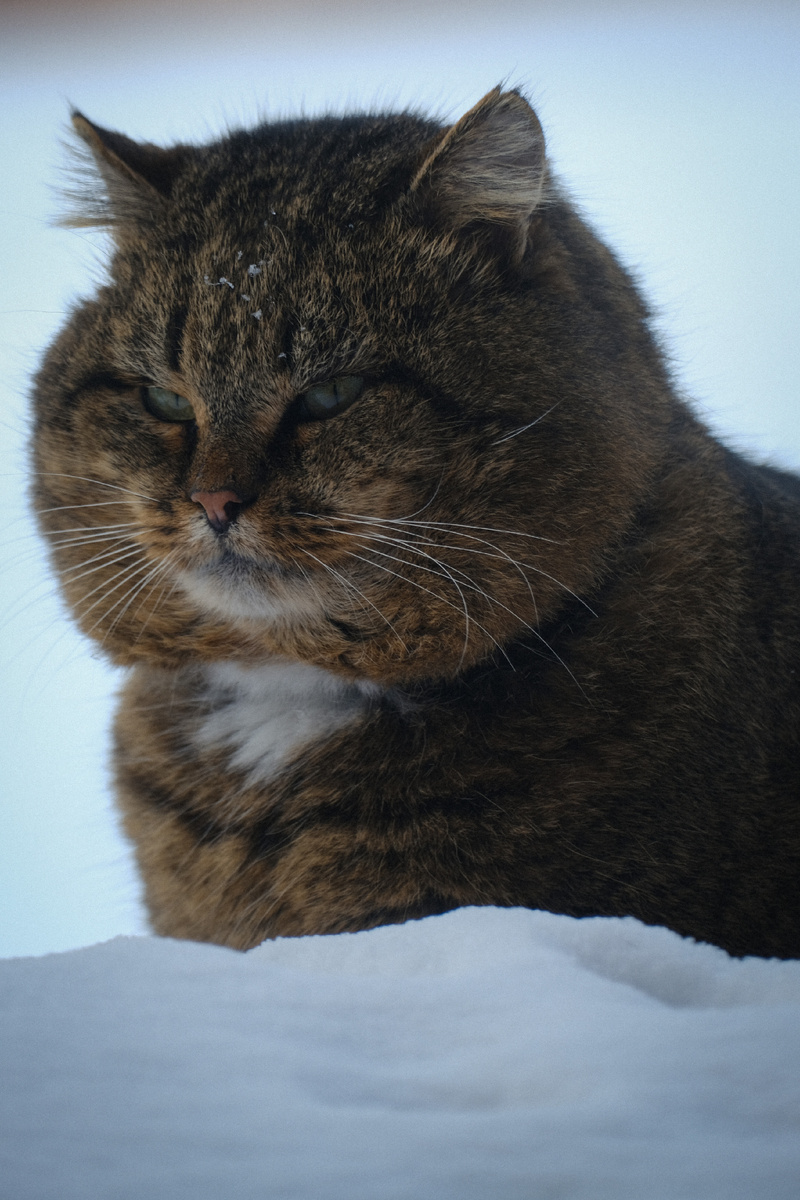 Лесной среднеевропейский кот Барсик