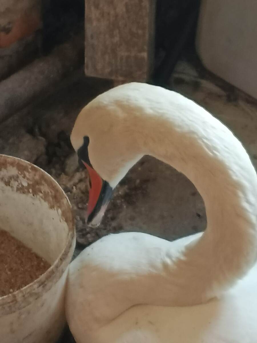 Спасенный лебедь