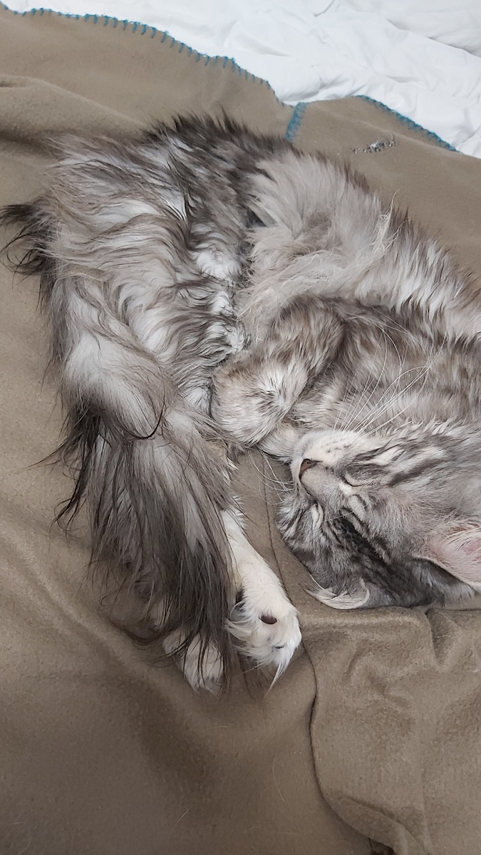 Весь хвост в масле, вот лежит теперь на пледе, этот плед не жалко