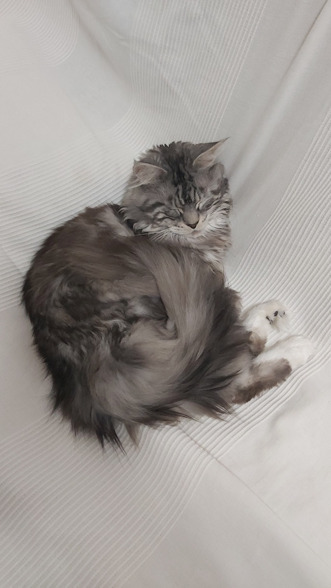 Тут чистый хвост