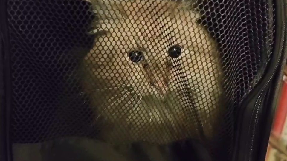 «Встречайте нового героя дня»: Волонтеры спасли кота из дымохода исторического дома в Петербурге