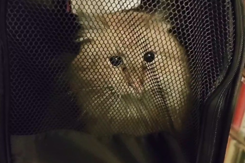    Кот более двух недель просидел в дымоходе. Фото: t.me/koshkispas