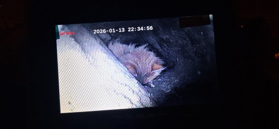    Спасатели обнаружили, что кот перемещается по вентиляциям. Фото: t.me/koshkispas