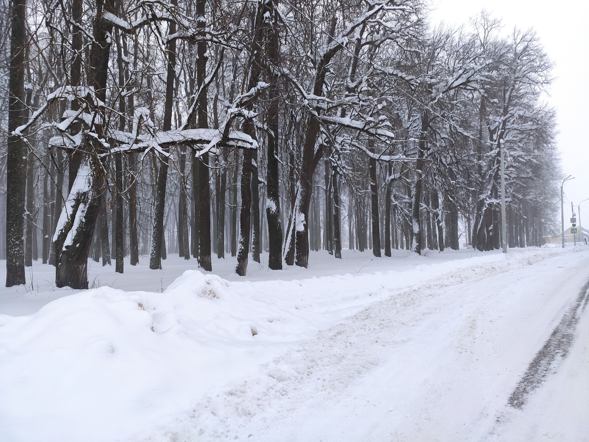 Наш липовый парк.