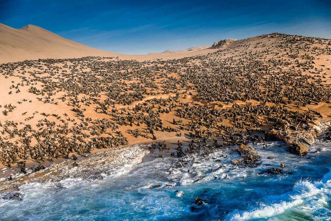 Морские котики поселились даже на песчаных дюнах Берега Скелетов в Намибии.