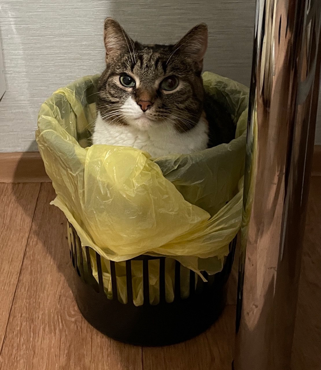 Поля сидит в мусорном ведре и доказывает, что ей так удобно