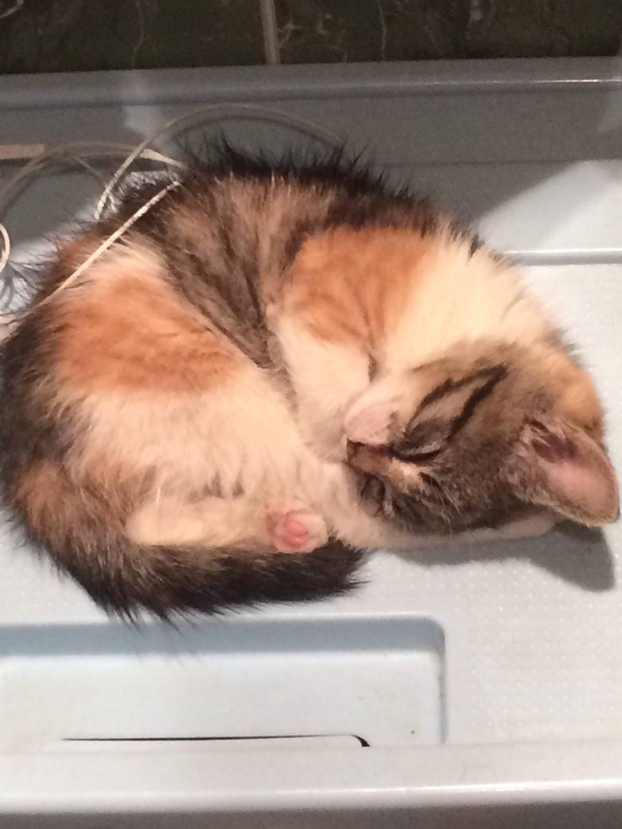 Поля в свой первый вечер в доме, 2014 год