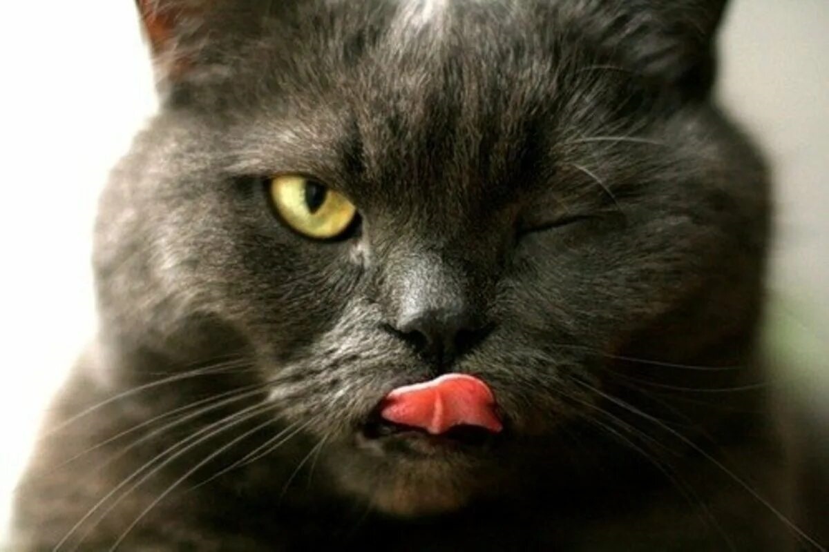 Фото с сайта: https://polinka.top/49693-kot-pokazyvaet-jazyk-kartinki.html