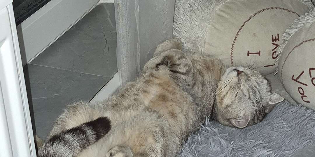 Могут ли кошки видеть сны?