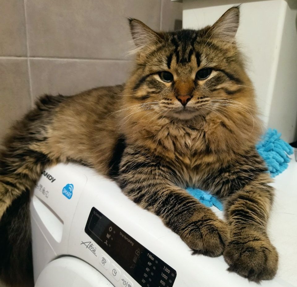 Томми, из-за него я взяла пятерых