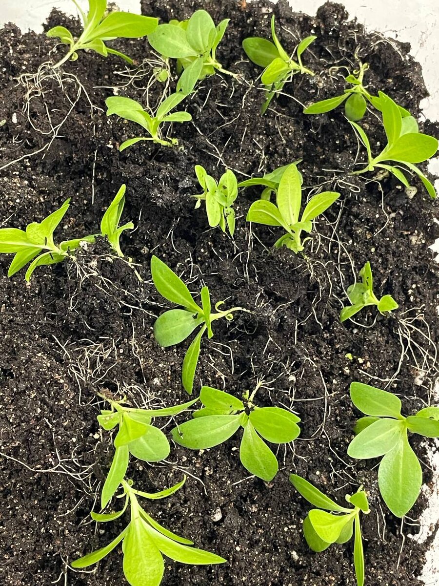 Вот такие шикарные корни нарасли за 5 дней после первой подкормки🙏