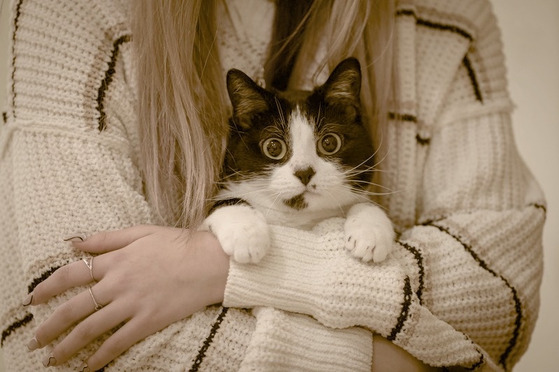 Как порадовать себя и питомца