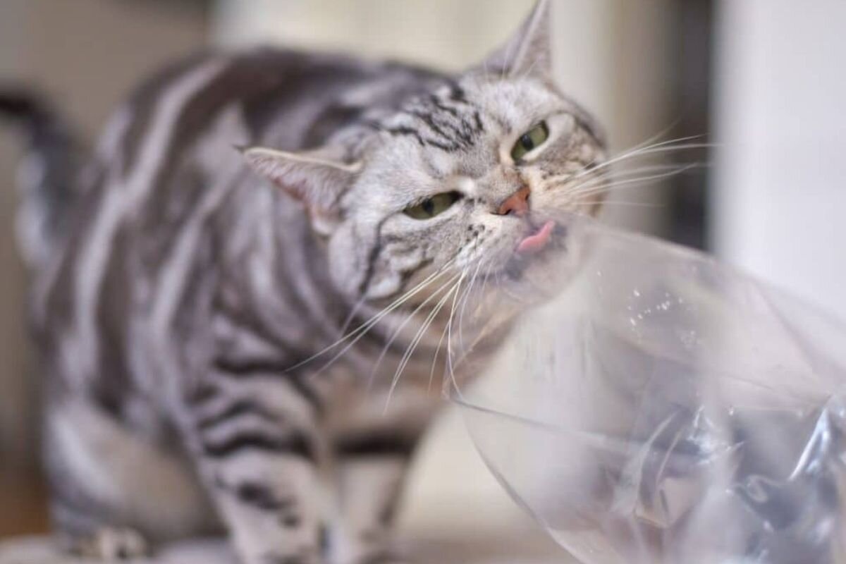 Фото с сайта: https://dzen.ru/a/ZmrdgAQYWFjv8r5A