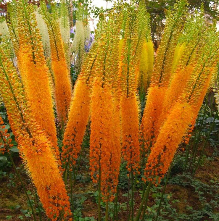 Эремурус Клеопатра