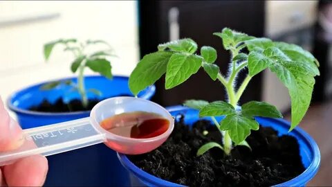 Подкормка томатов