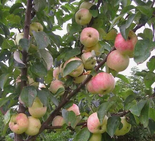 Ветка яблони Грушовка из открытых источников