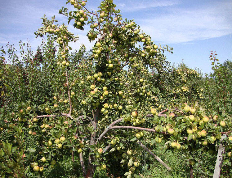 Яблони Грушовка из открытых источников