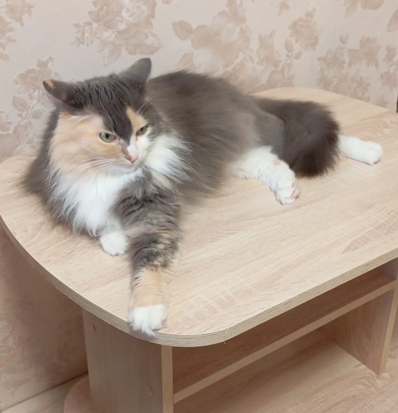 Горизонтальная мадам))