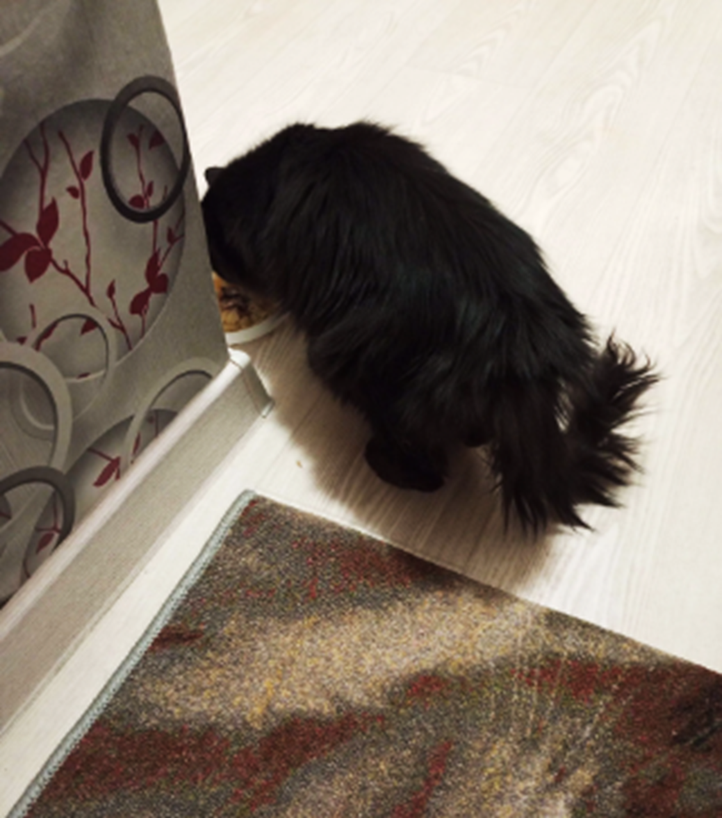 а позади длинный хвост...