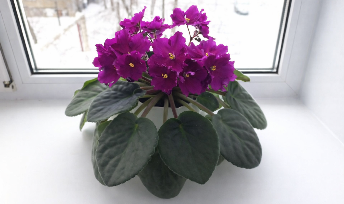 На улице морозный январь, а у меня на подоконнике такая красота! 