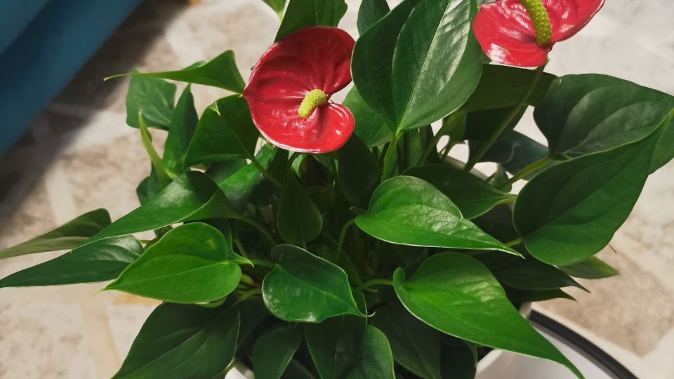 🌿 Пересадка антуриума: полное руководство, как подарить «Мужскому счастью» новую жизнь