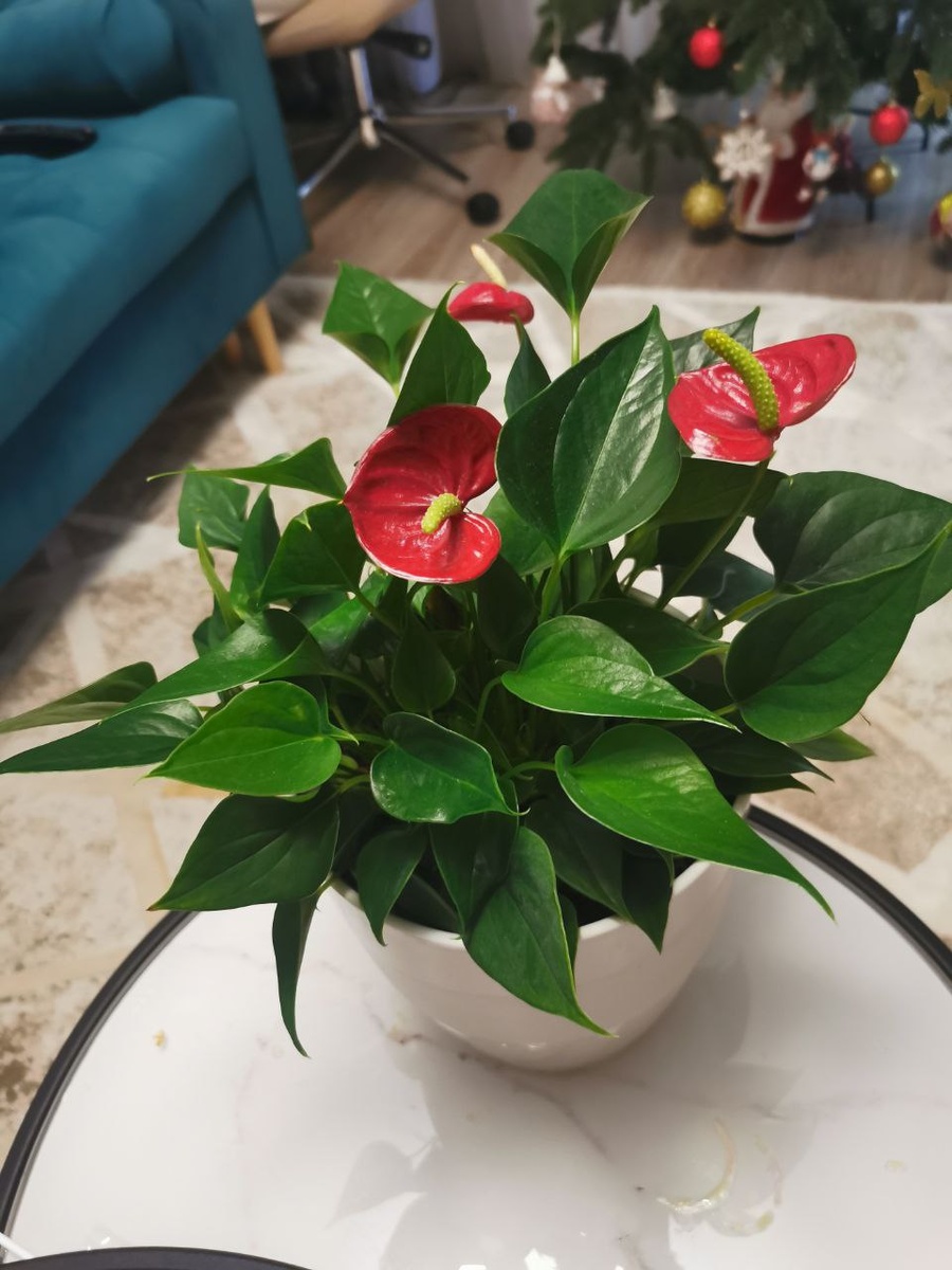 Роскошный антуриум, или 'Мужское счастье', после успешной пересадки. Крупный план на глянцевые темно-зеленые листья сердцавидной формы и эффектное восковое соцветие-початок с ярко-алым покрывалом. Растение посажено правильно — точка роста не заглублена. Идеальный пример здорового комнатного цветка.