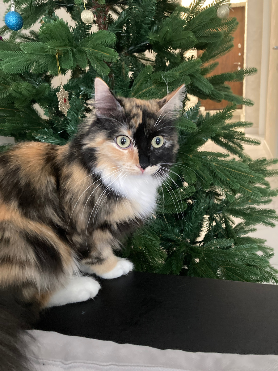 Анфиса под елочкой 