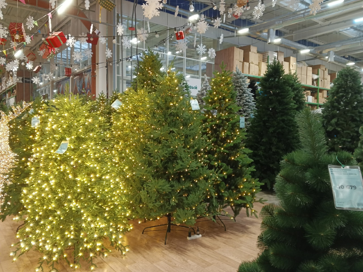 Новогодний лес. Фото Галины Малышевой.