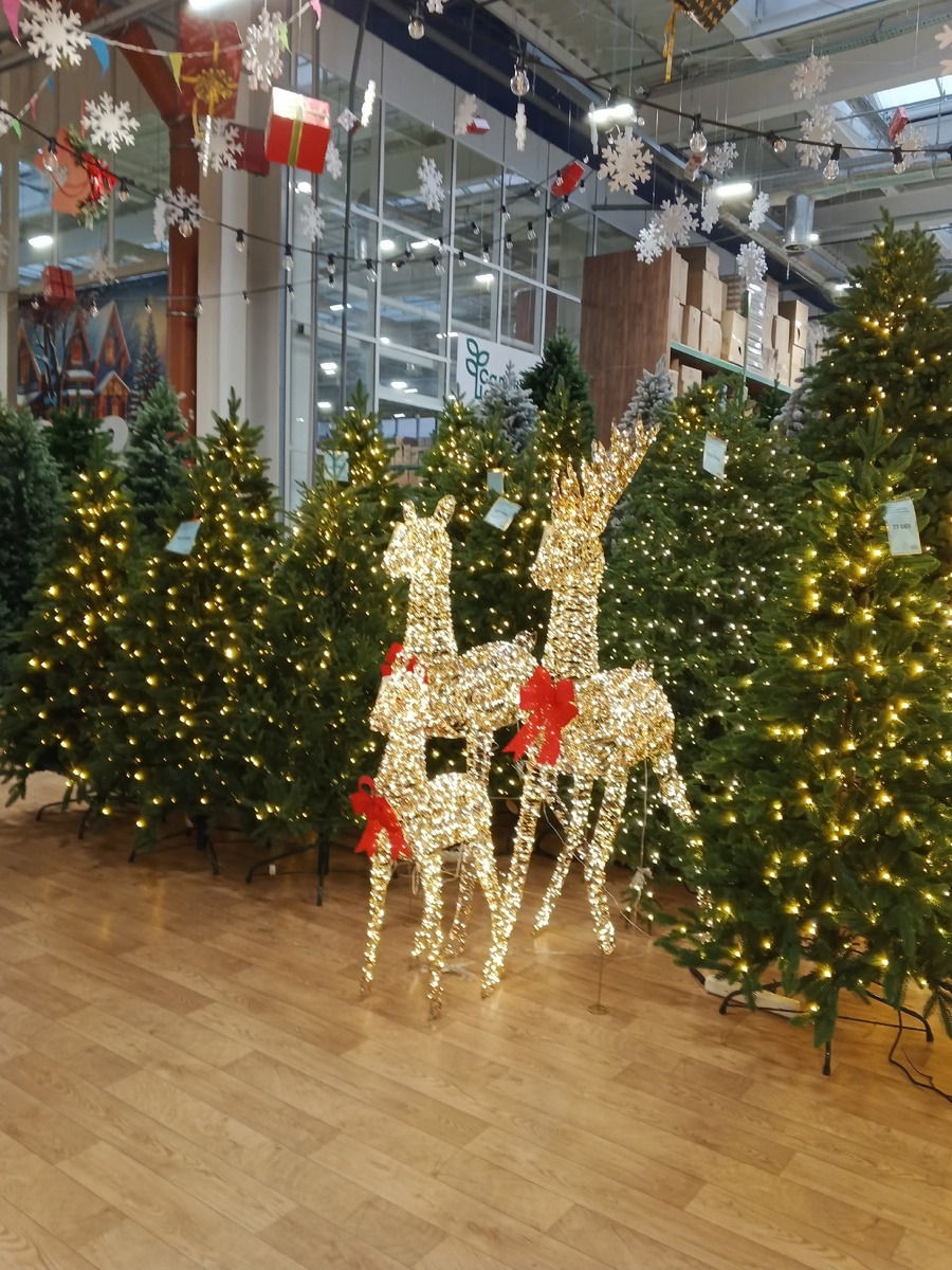 Олени выходят из леса. Фото Галины Малышевой.
