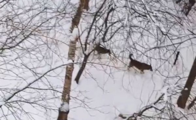    © vk.com / «Сертолово онлайн»