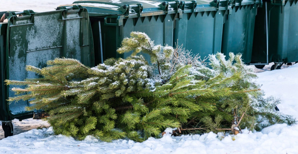 Юрист напомнила, как правильно утилизировать елку, чтобы не получить штраф