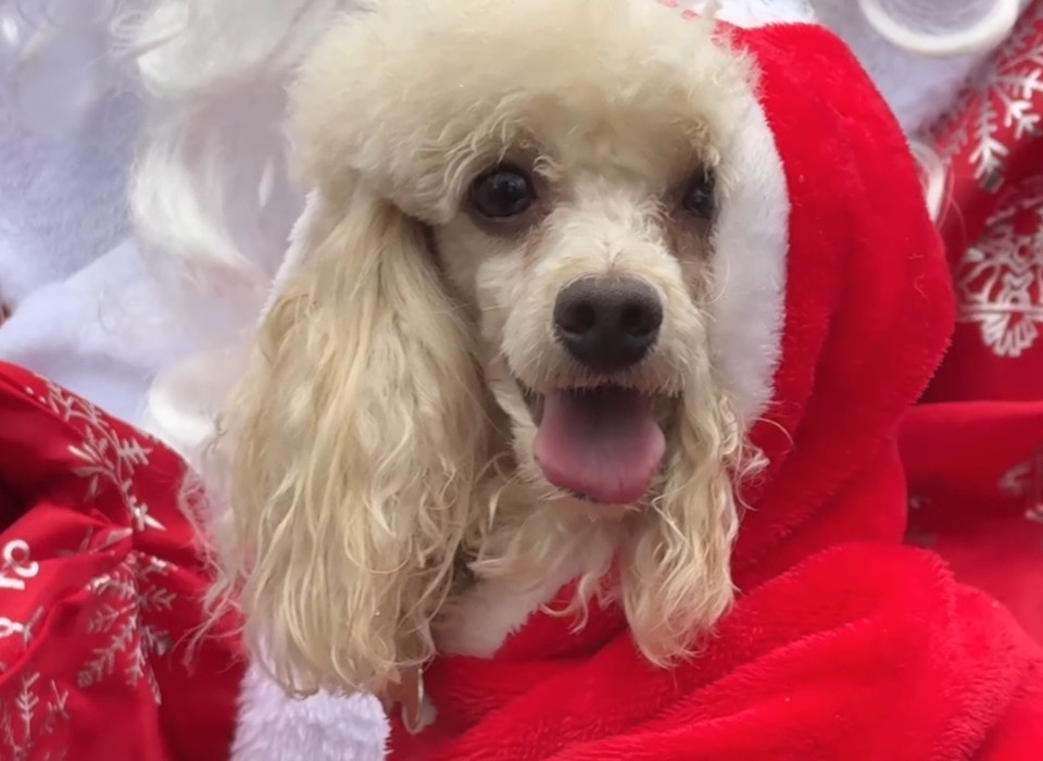    Владимирцы могут взять на забег своих питомцев. Фото со страницы администрации города Владимира.