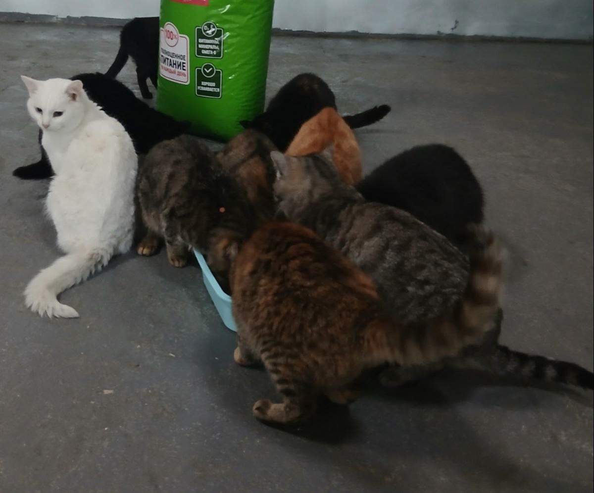 Котики Теремка рядом с мешком корма. Эти котики, здоровы, можно выбирать себе питомцев.